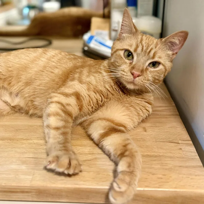 A young medium-sized female Tabby (Orange / Red) Domestic Short Hair cat named Beyonce for adoption in Pittsburgh, PA