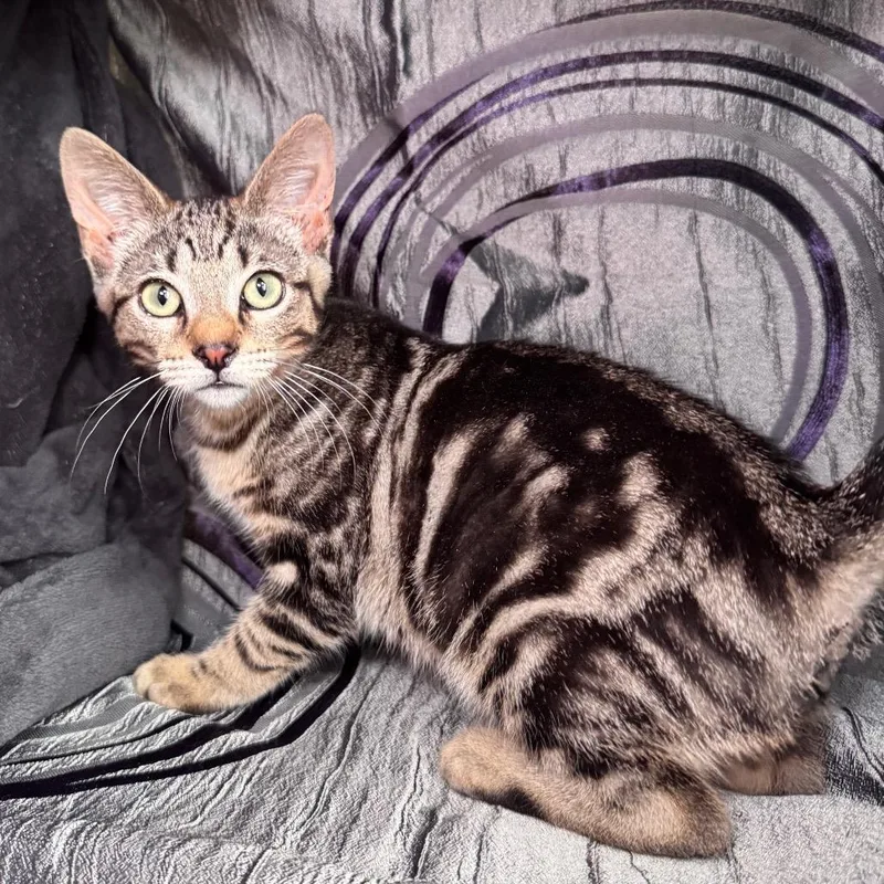 A baby small-sized male Brown / Chocolate Domestic Short Hair cat named Peeta Pasadena for adoption in Eaton Rapids, MI