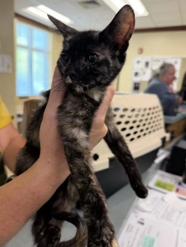 A baby small-sized female Domestic Short Hair cat named Katherine for adoption in Virginia Beach, VA