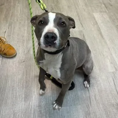 An adult medium-sized female Gray / Blue / Silver Pit Bull Terrier dog named Kiara for adoption in Emporia, KS