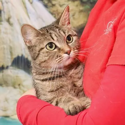 An adult medium-sized female Domestic Short Hair cat named Valentina for adoption in West Chester, PA