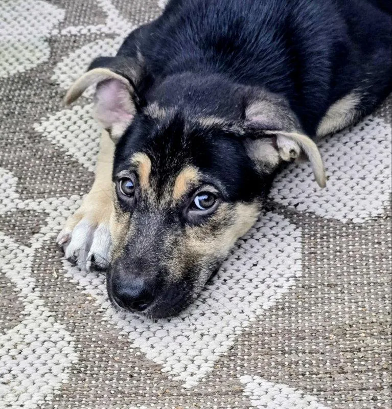 A baby extra large-sized female Shepherd dog named Gretel for adoption in House Springs, MO
