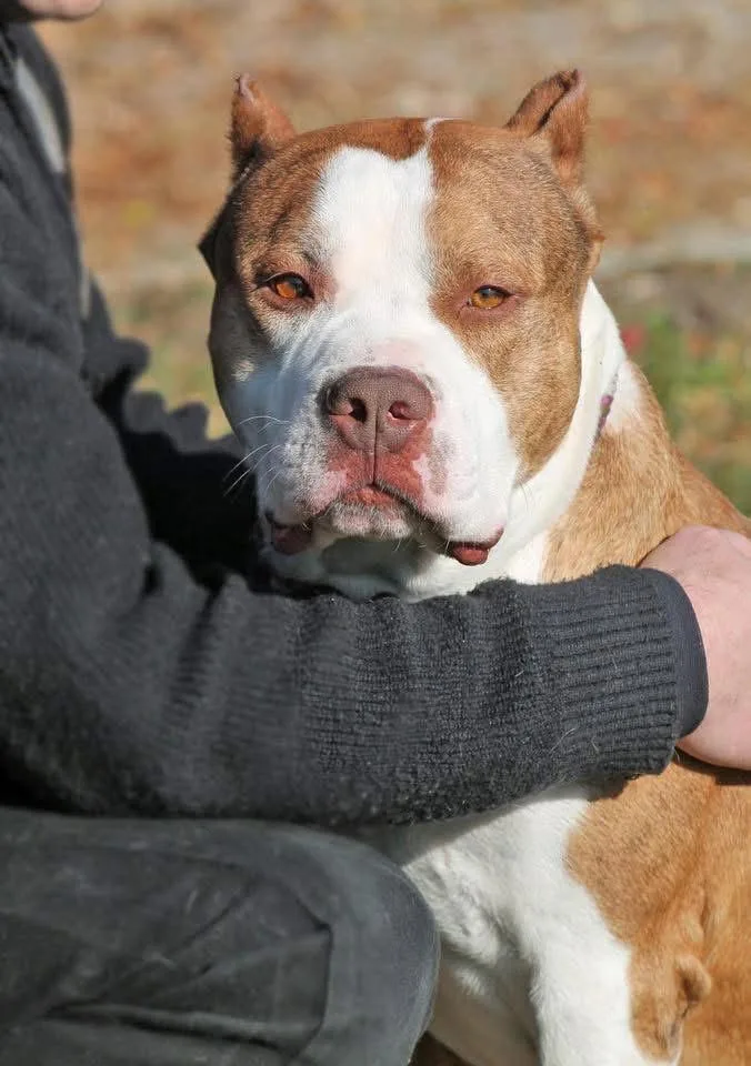 An adult medium-sized male Bicolor Pit Bull Terrier dog named Rufus for adoption in Wyandotte, MI