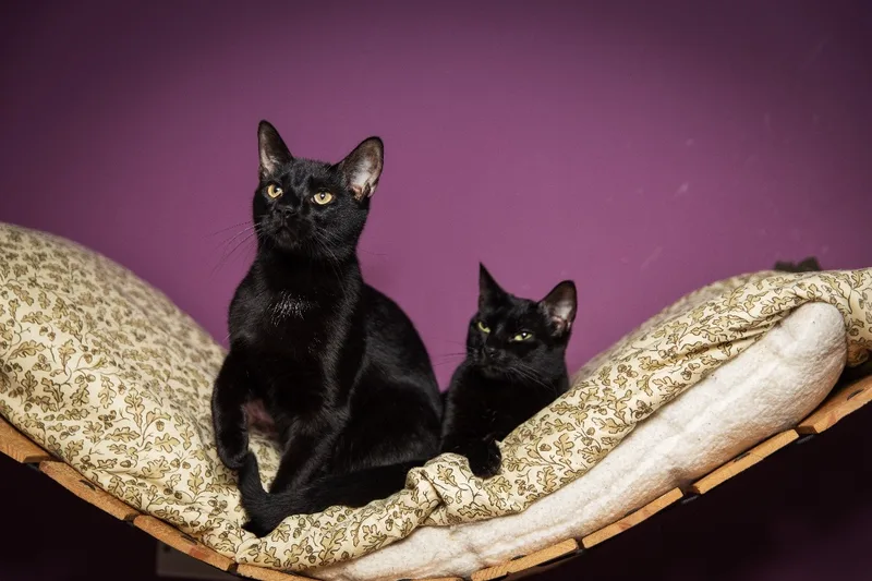 Midnight thumbnail 2