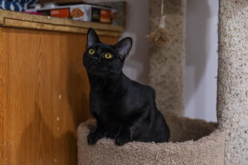 Midnight thumbnail 3