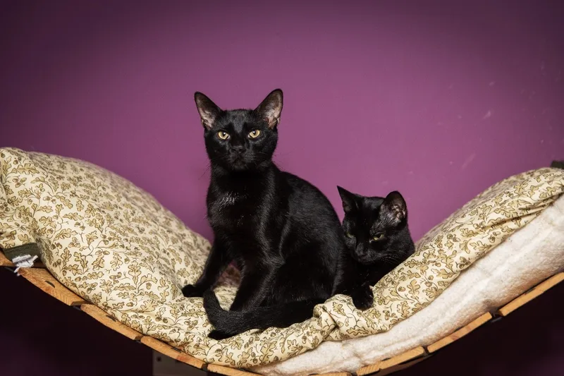 Midnight thumbnail 4