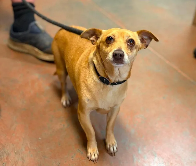 An adult small-sized female Chihuahua dog named Ginger for adoption in Bothell, WA