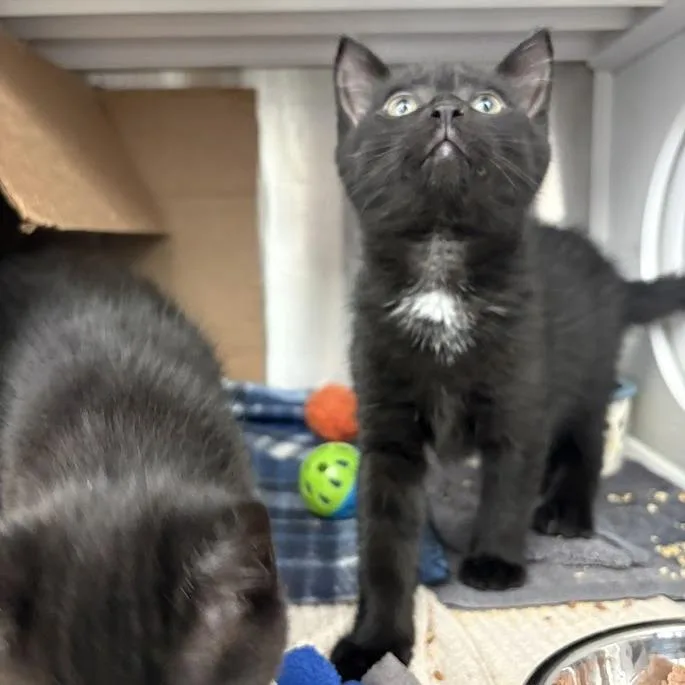 A baby small-sized male Black Domestic Short Hair cat named Revani for adoption in Pittsburgh, PA