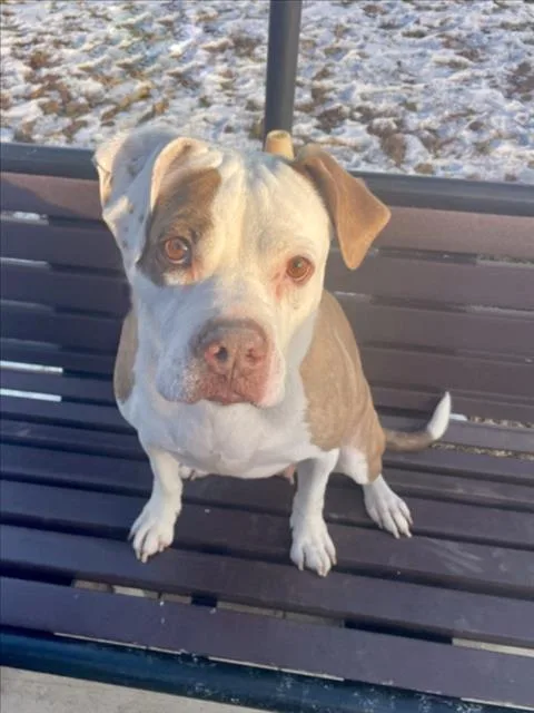 An adult large-sized female Boxer dog named Ordelia for adoption in Derwood, MD