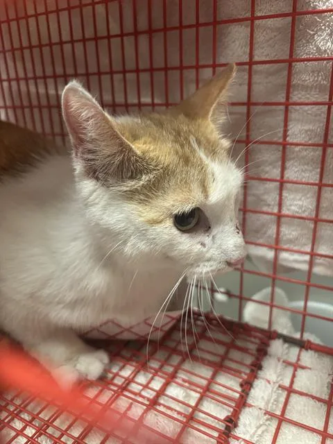 A young large-sized female Domestic Short Hair cat named Bonnie for adoption in Dallas, TX