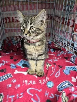 A baby small-sized female Domestic Medium Hair cat named Stormy for adoption in Gainesville, FL