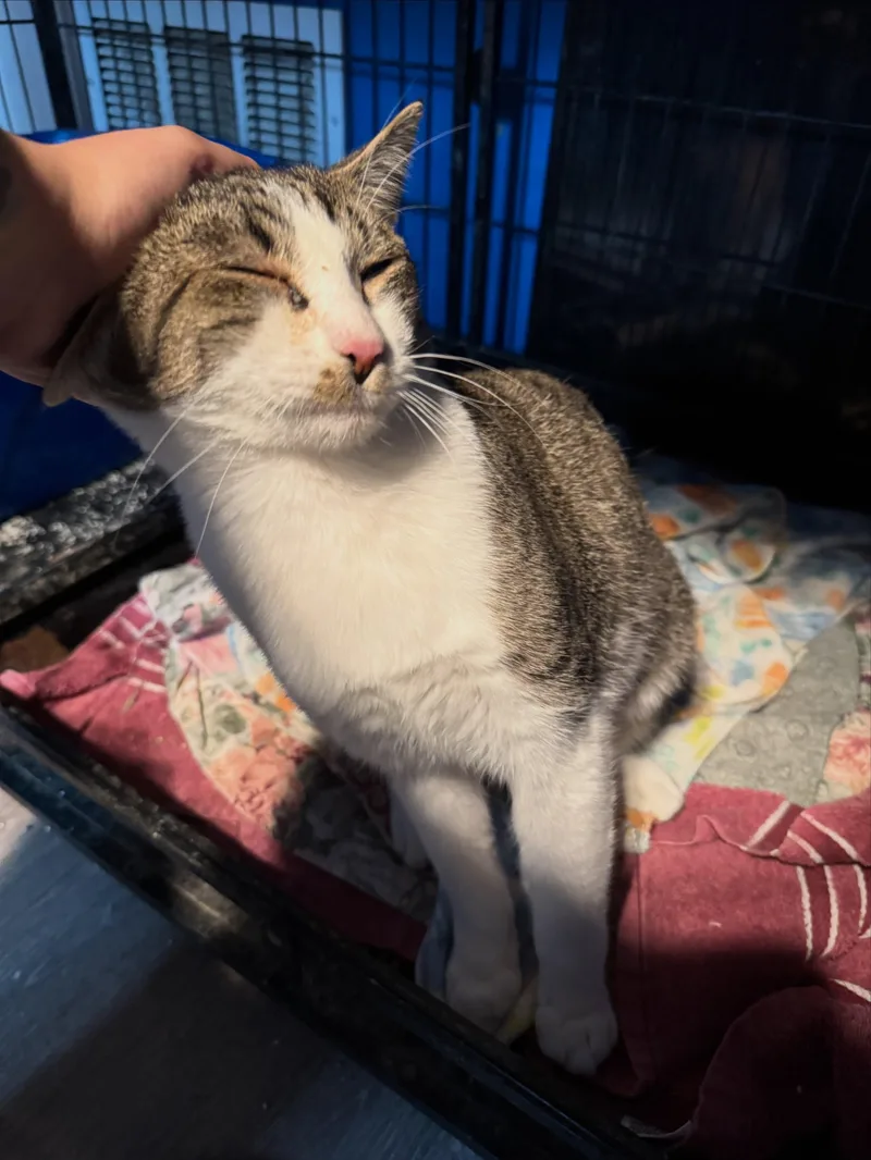 An adult medium-sized male Tabby (Brown / Chocolate) Domestic Short Hair cat named Bruce for adoption in Rochester, NY