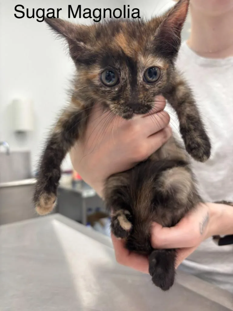 A baby small-sized female Domestic Short Hair cat named Sugar Magnolia for adoption in Cambridge, MD