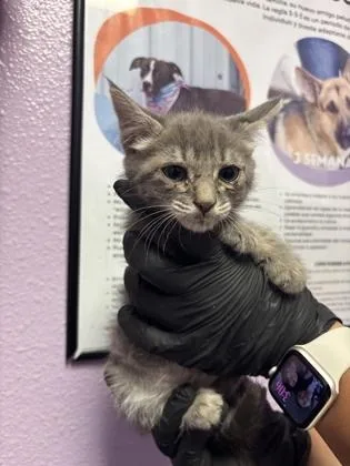 A baby small-sized female Gray / Blue / Silver Domestic Short Hair cat named 61112376 for adoption in El Paso, TX