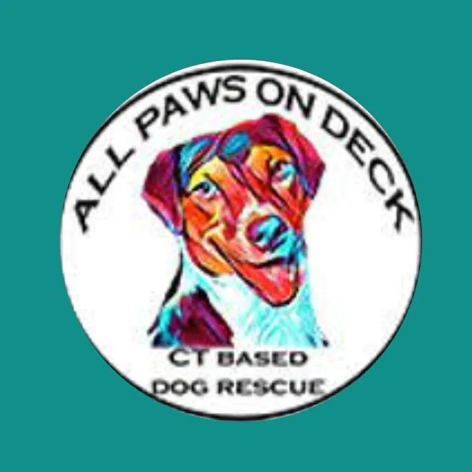 A senior large-sized female Apricot / Beige Labrador Retriever dog named General PreApproval Application for adoption in Griswold, CT