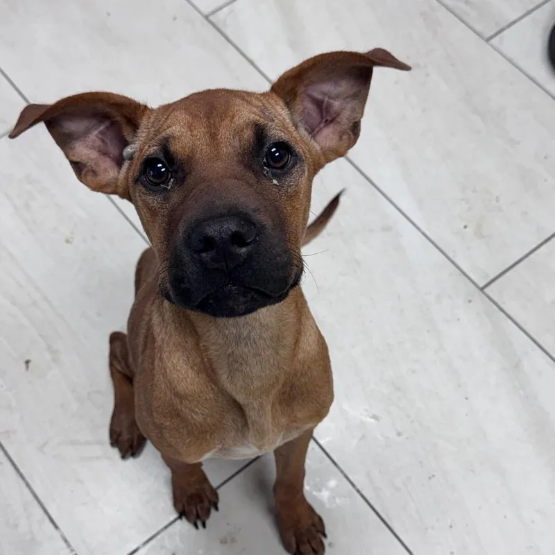 A young small-sized female Red / Chestnut / Orange Mixed Breed dog named Sybil for adoption in Lufkin, TX