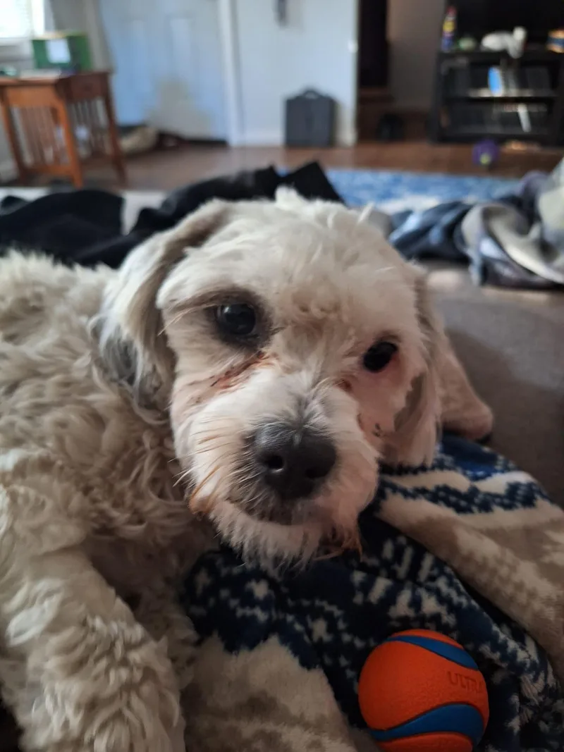 An adult medium-sized male Havanese dog named Monte Scarlatto for adoption in West Richland, WA