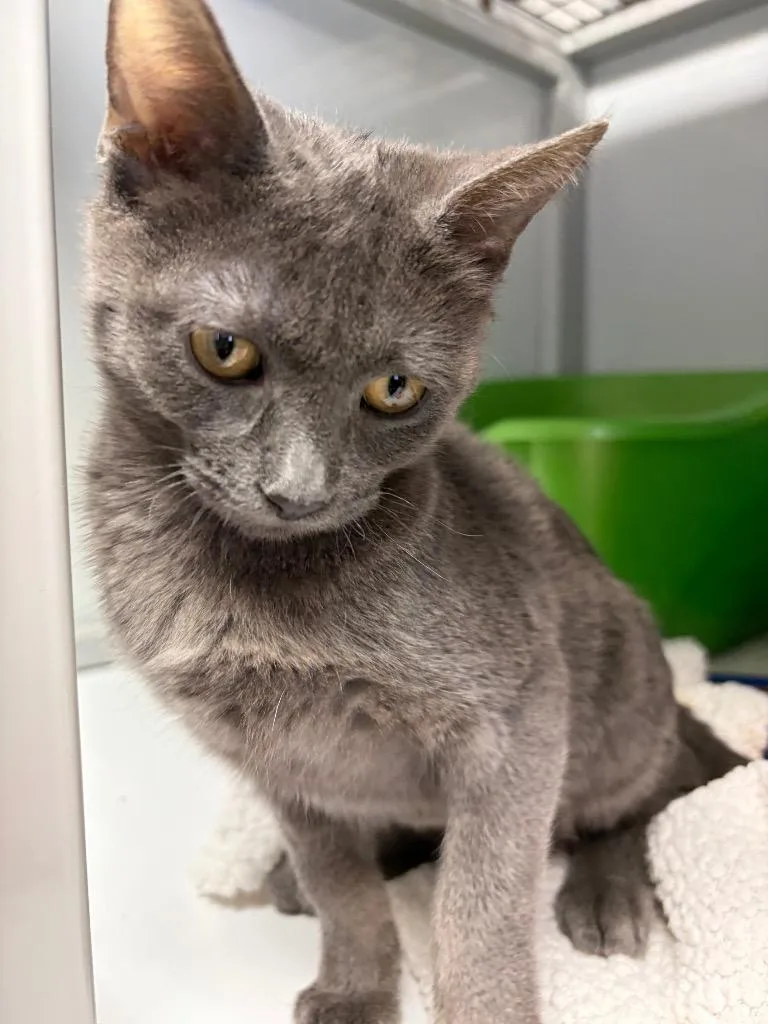 A baby medium-sized female Domestic Short Hair cat named Ash for adoption in Peoria, AZ