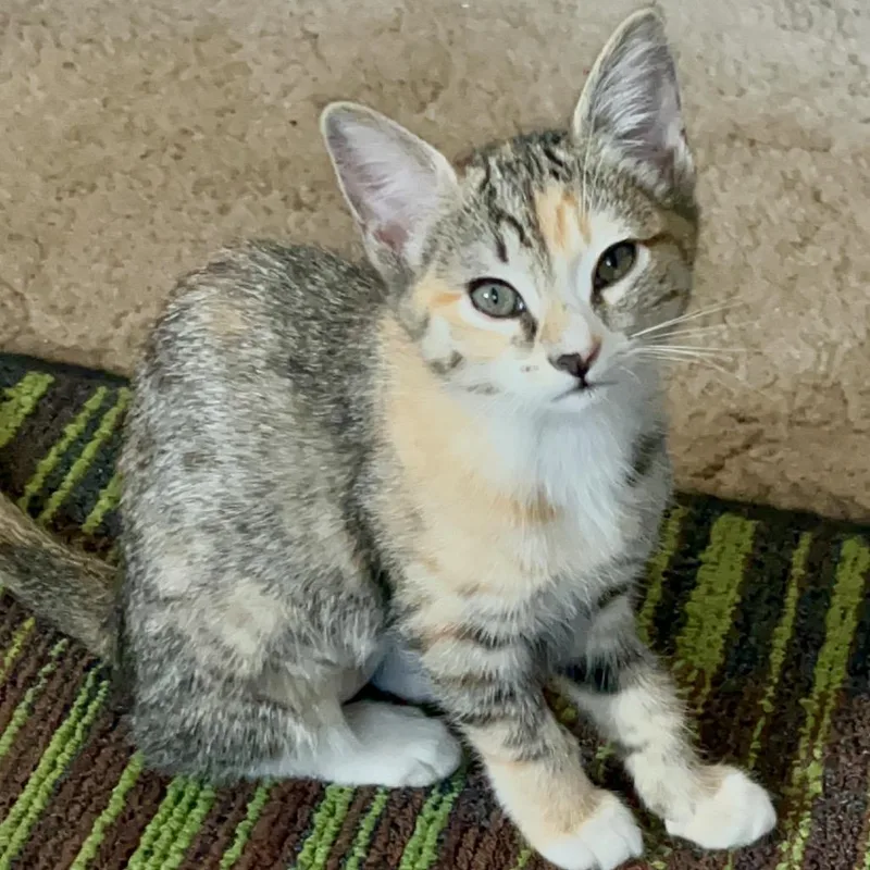 A baby small-sized female Calico Domestic Short Hair cat named Jess for adoption in Pleasant Hill, CA