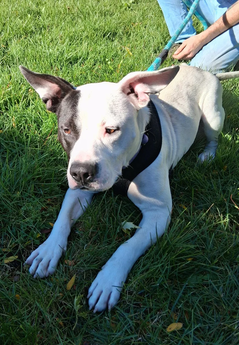 A young medium-sized male White / Cream Pit Bull Terrier dog named Jake for adoption in Elmhurst, IL