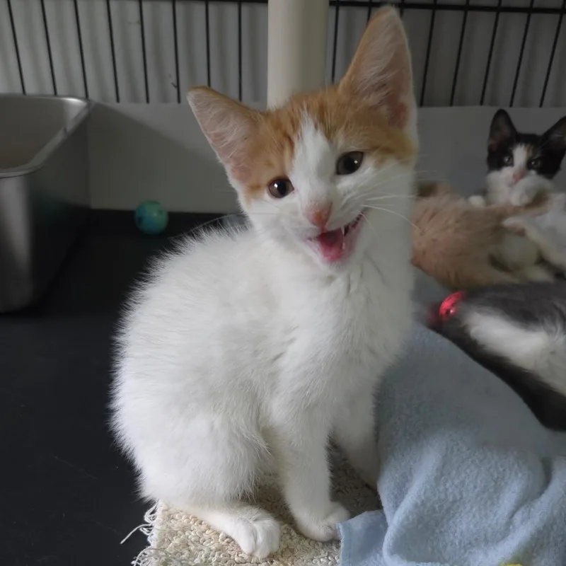 A baby small-sized male White Domestic Short Hair cat named Carlyle for adoption in Jessup, MD