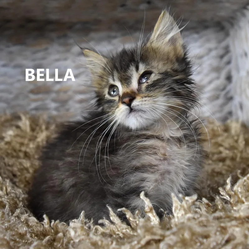Bella