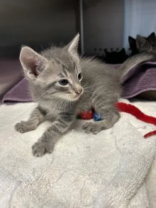 A young medium-sized male Domestic Short Hair cat named Rohan for adoption in Kansas City, MO