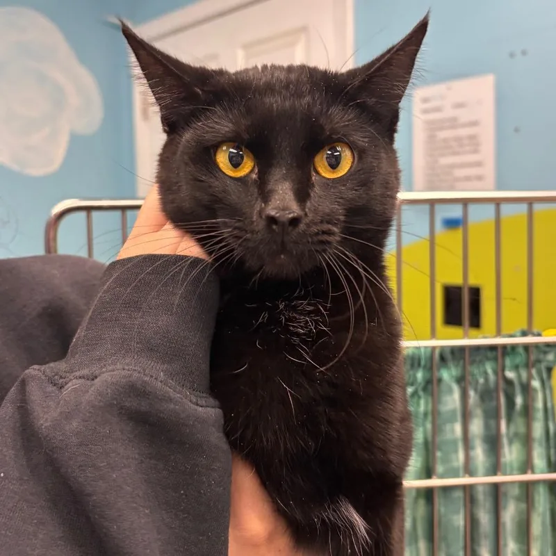 An adult medium-sized female Black Domestic Short Hair cat named Turkey for adoption in Belleville, IL