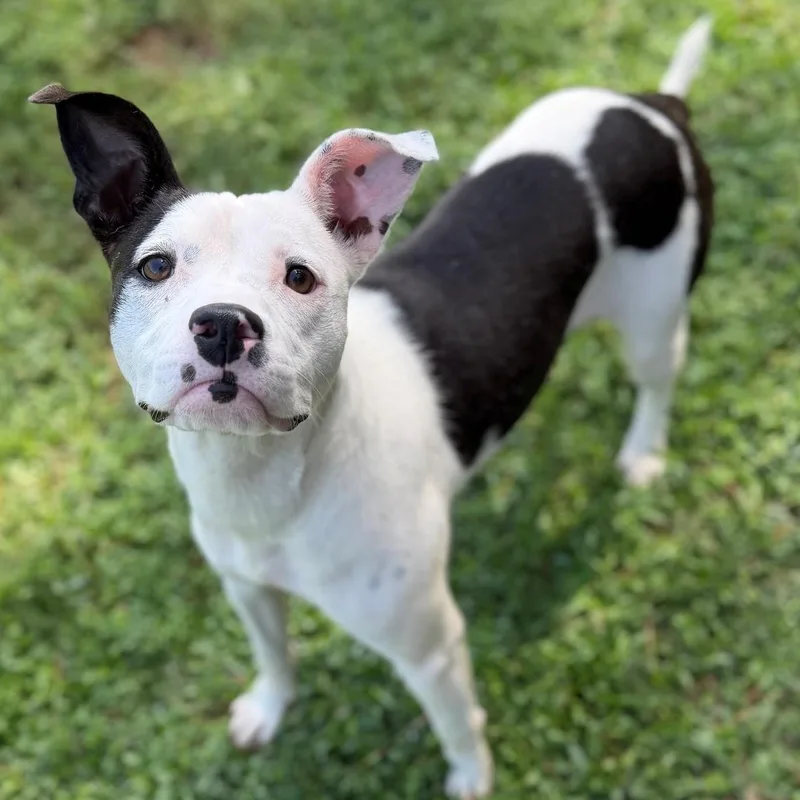 An adult medium-sized female Black Mixed Breed dog named Sugar for adoption in Summerdale, AL