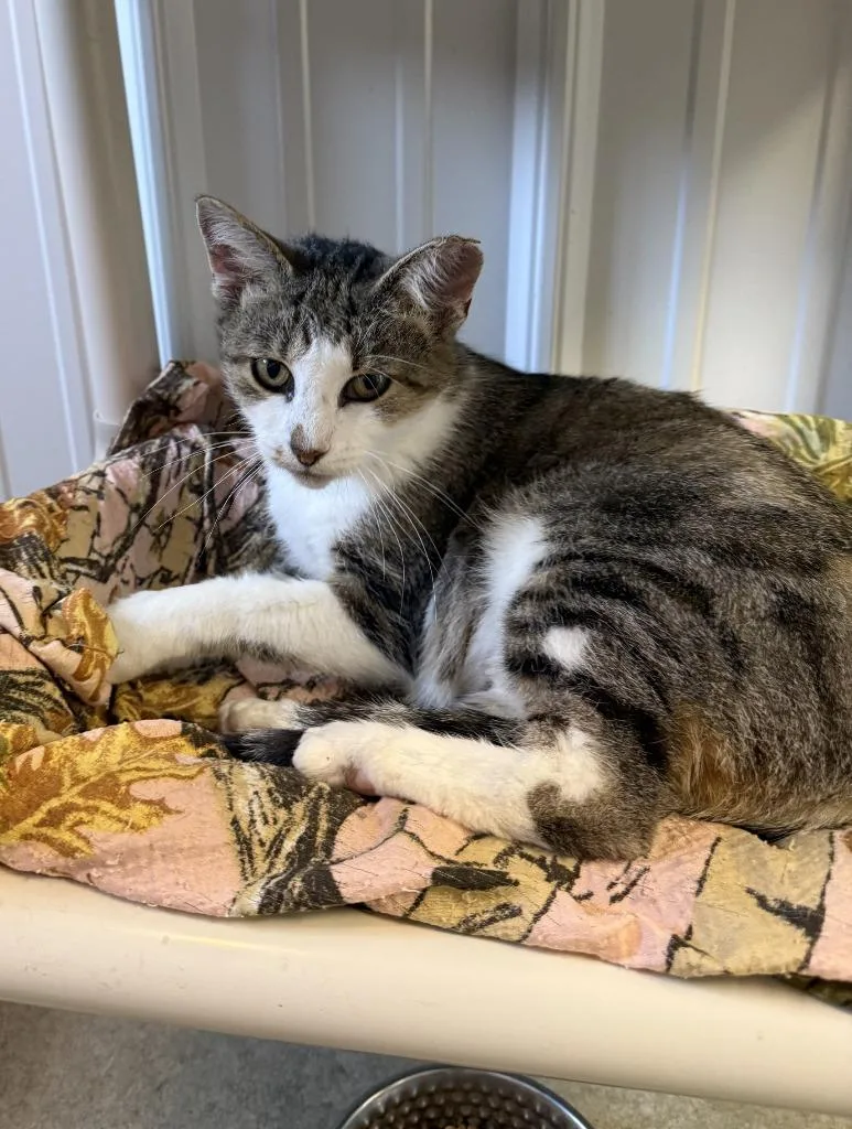 A young medium-sized female Domestic Short Hair cat named Daisy for adoption in Hartford City, IN