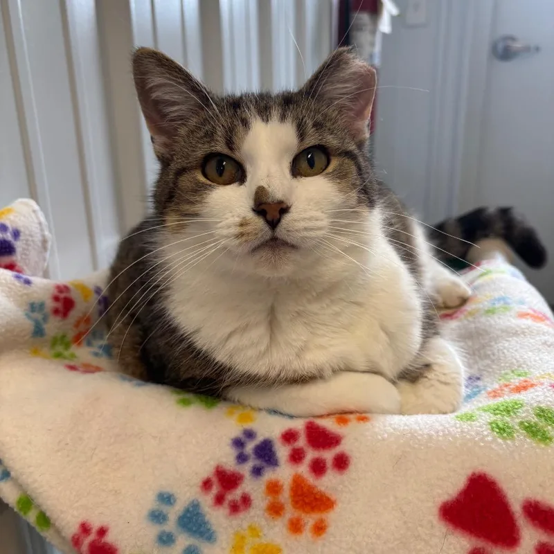 Daisy thumbnail 2