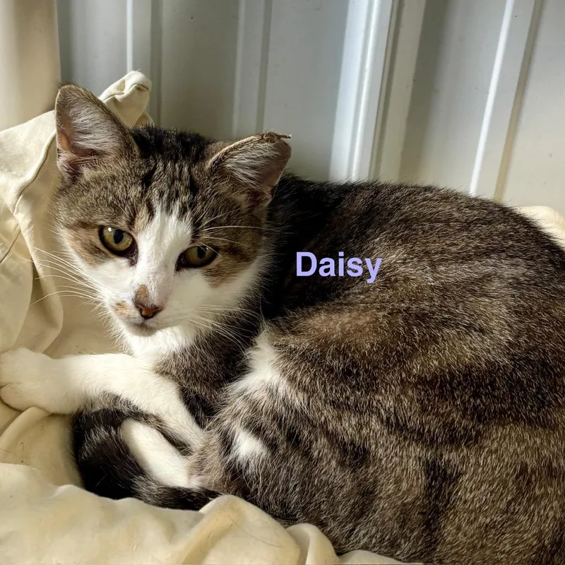 Daisy thumbnail 3