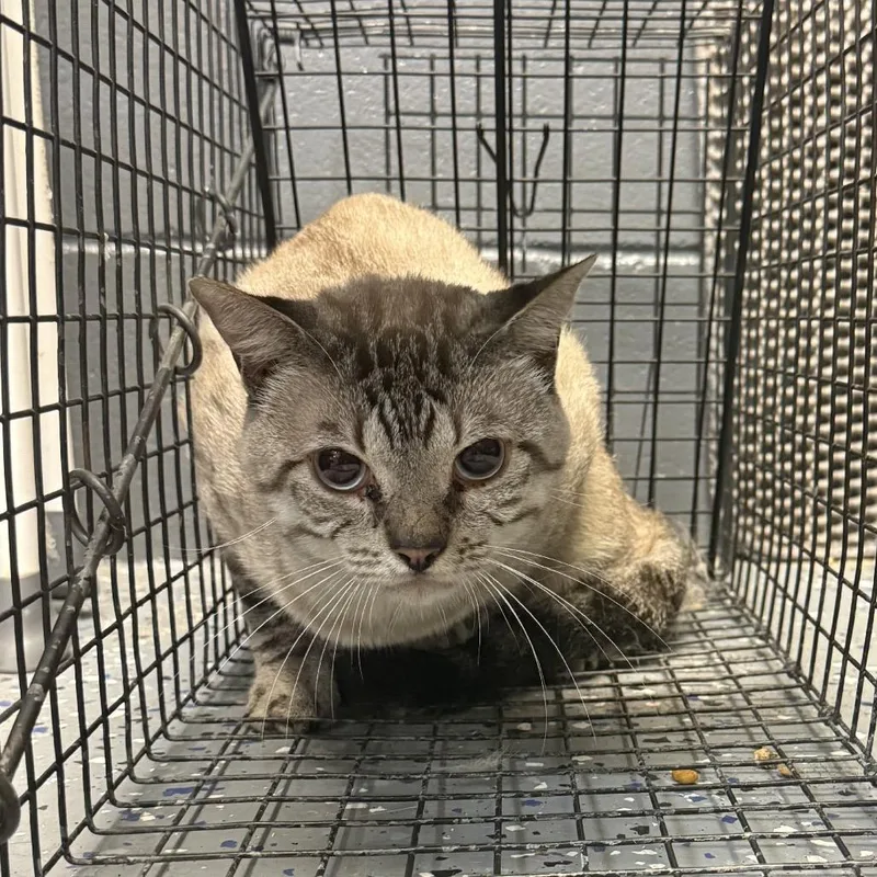 An adult medium-sized male Buff / Tan / Fawn Siamese cat named TUSCWildlife for adoption in Tuscaloosa, AL