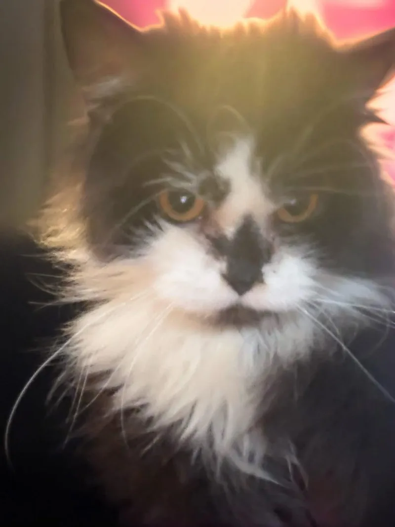 A young medium-sized female Black & White / Tuxedo Persian cat named Mrs Wiggles for adoption in Woodbury, NJ