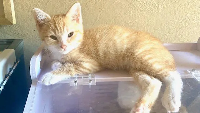 A baby medium-sized male Orange & White Domestic Short Hair cat named Bosco for adoption in Hillsboro, OR
