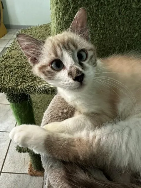 A baby medium-sized male Domestic Medium Hair cat named Echo for adoption in Saucier, MS