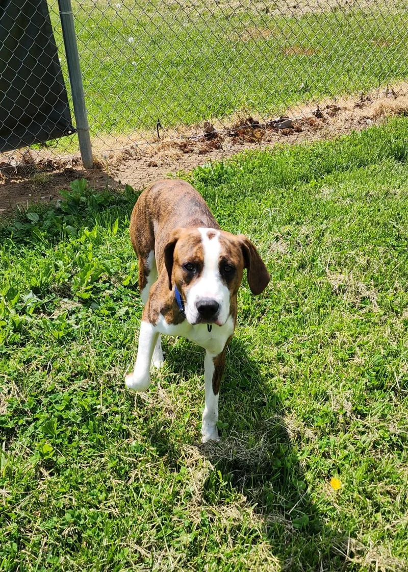 A young medium-sized male Mixed Breed dog named Bean for adoption in Point Pleasant, WV