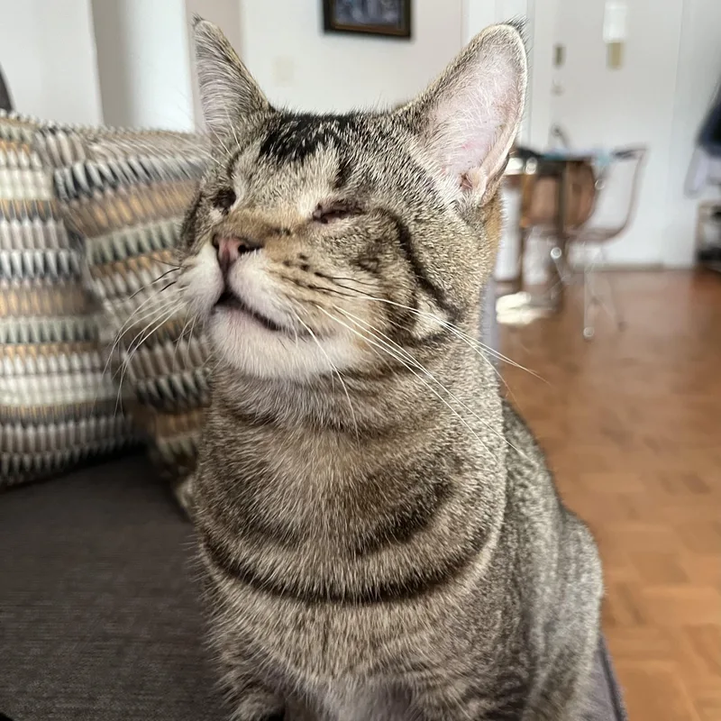 Geordi Laforge – Sweet