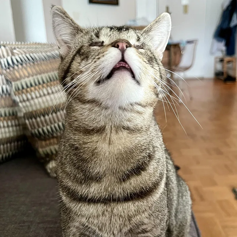 Geordi Laforge – Sweet thumbnail 3