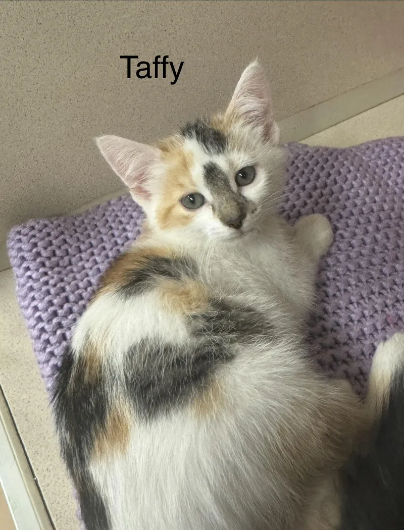 A baby medium-sized female Calico Domestic Short Hair cat named Taffy for adoption in Ulster, PA