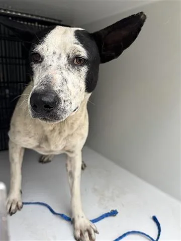 A young large-sized female Australian Cattle Dog / Blue Heeler dog named A for adoption in Houston, TX