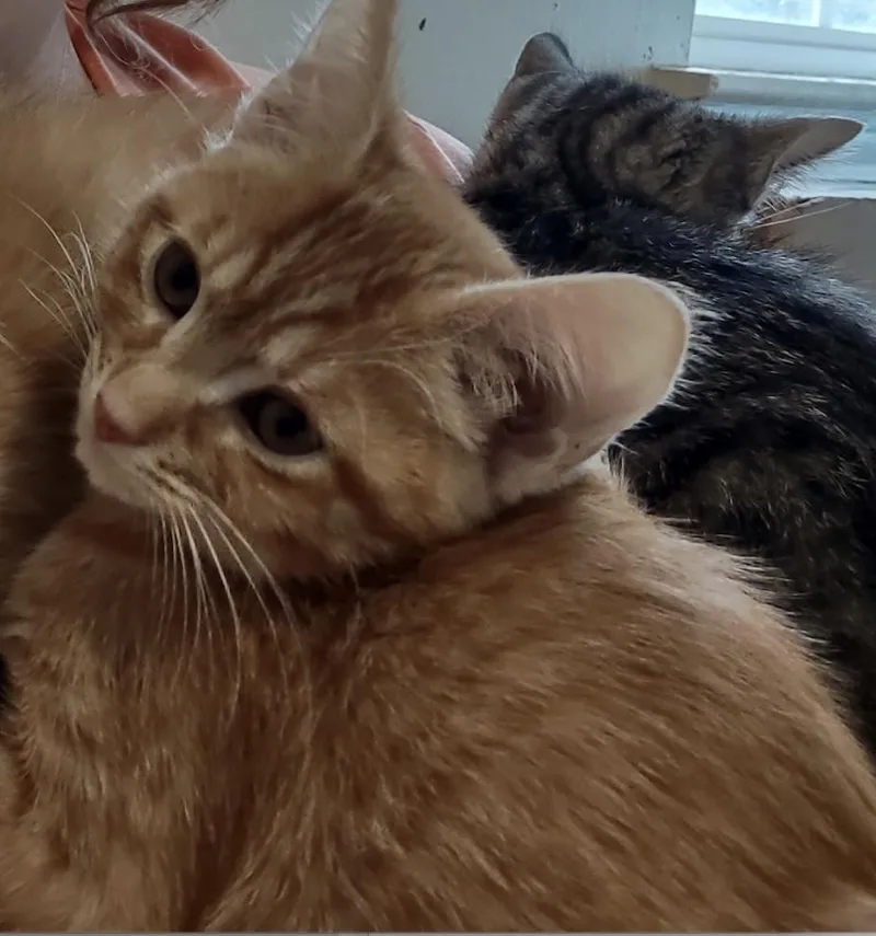 A baby medium-sized female Orange & White American Shorthair cat named Fanta for adoption in Shelbyville, TN