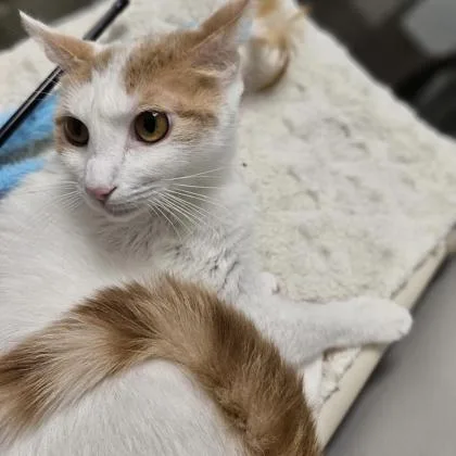A young small-sized female Domestic Short Hair cat named Coral for adoption in Janesville, WI