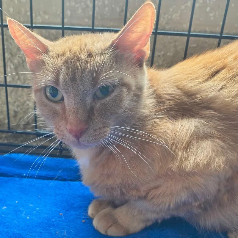 An adult medium-sized female Orange / Red Domestic Short Hair cat named Jasmine for adoption in Deerfield, IL