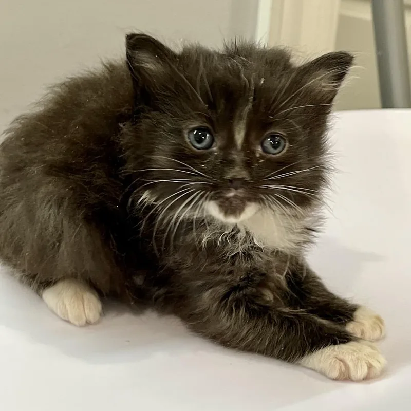 A baby small-sized male Black Domestic Short Hair cat named Ajax for adoption in Fairmont, WV