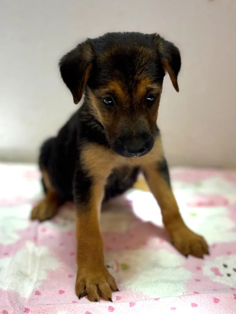 A baby large-sized female Shepherd dog named Nariyah for adoption in Lockhart, TX