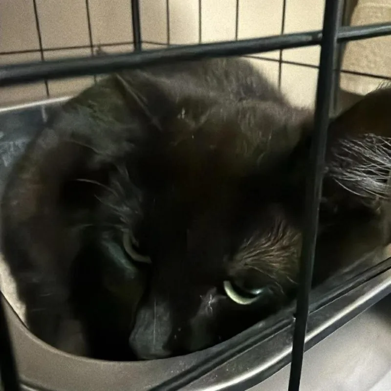 A baby small-sized female Black Domestic Short Hair cat named Lucille for adoption in Layton, UT