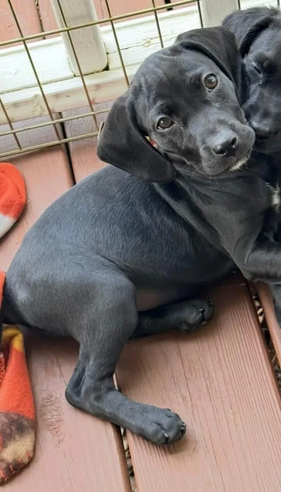 A baby medium-sized female Boykin Spaniel dog named Mosaic for adoption in Berlin, NJ