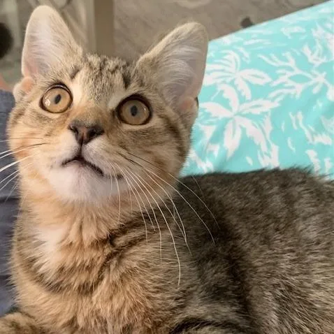 Houston Batman thumbnail 3