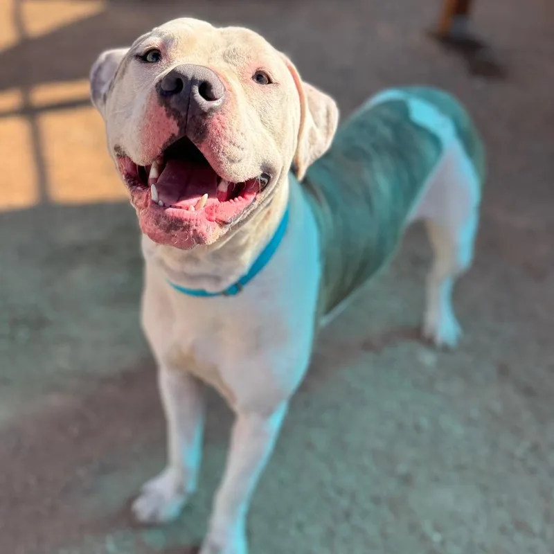 An adult large-sized male White / Cream Pit Bull Terrier dog named Marble for adoption in Las Vegas, NV